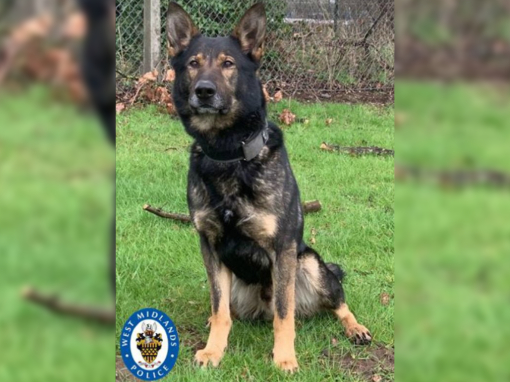 Police dog Odin's strong sniffer came in handy after a man tossed out his wedding ring.