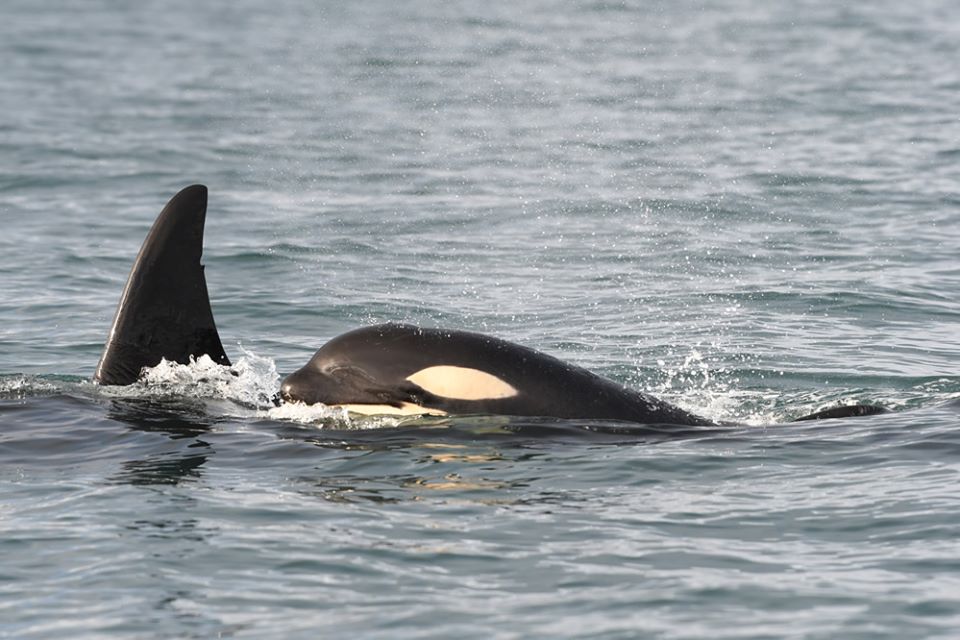 Orca L41 is missing and feared dead, according to the Center for Whale Research.