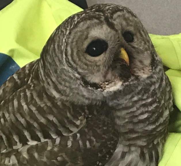 Central Hastings OPP rescued an injured owl in the Madoc area on Monday.