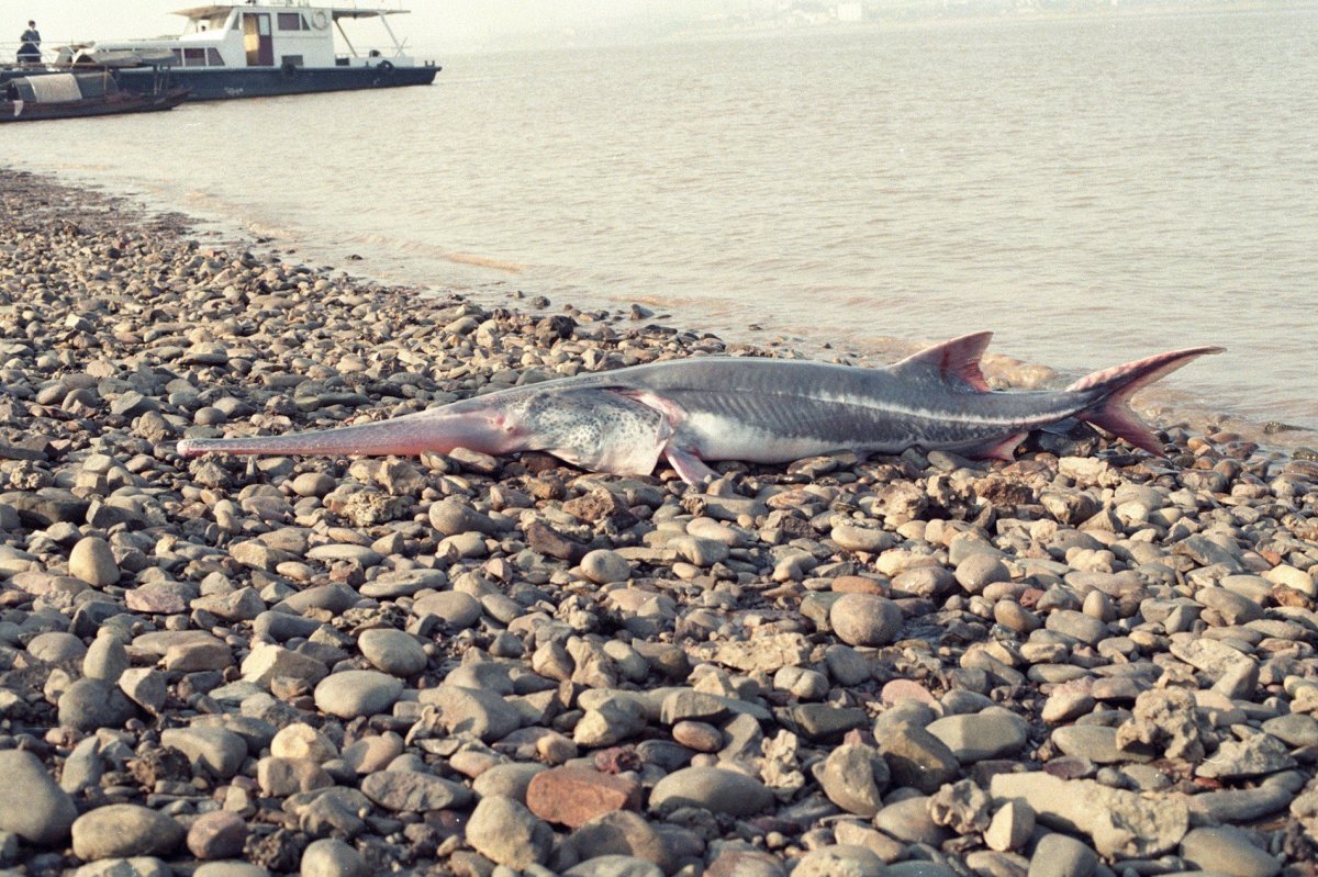 The Chinese paddlefish is shown in this undated file photo.