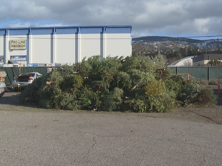 A photo from January 2020 showing a pile of Christmas trees in Penticton.