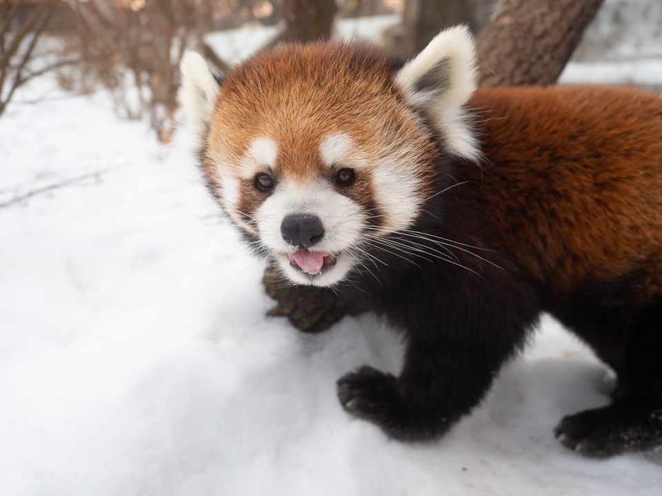 Pip the red panda passed away at the Edmonton Valley Zoo on Jan. 8, 2020. 