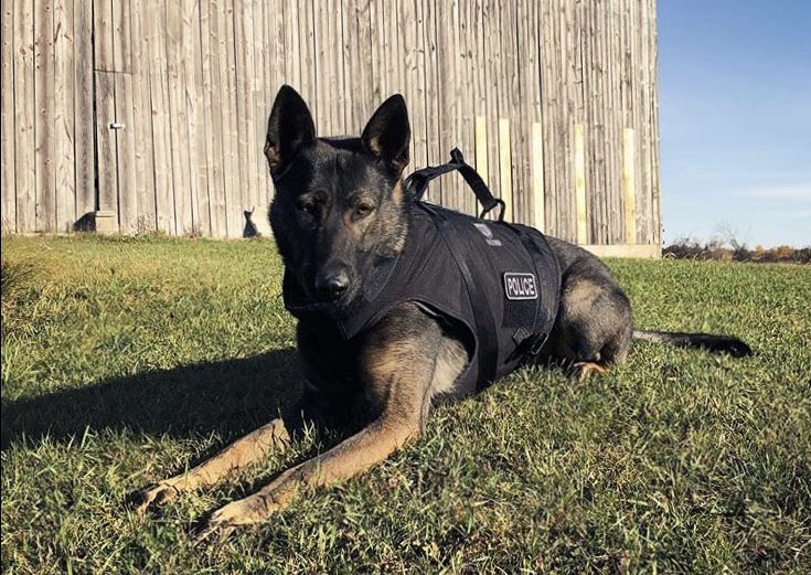 Isaac, a police service dog with Peterborough Police Service, located an impaired driver following an incident on Oct. 14, 2022.