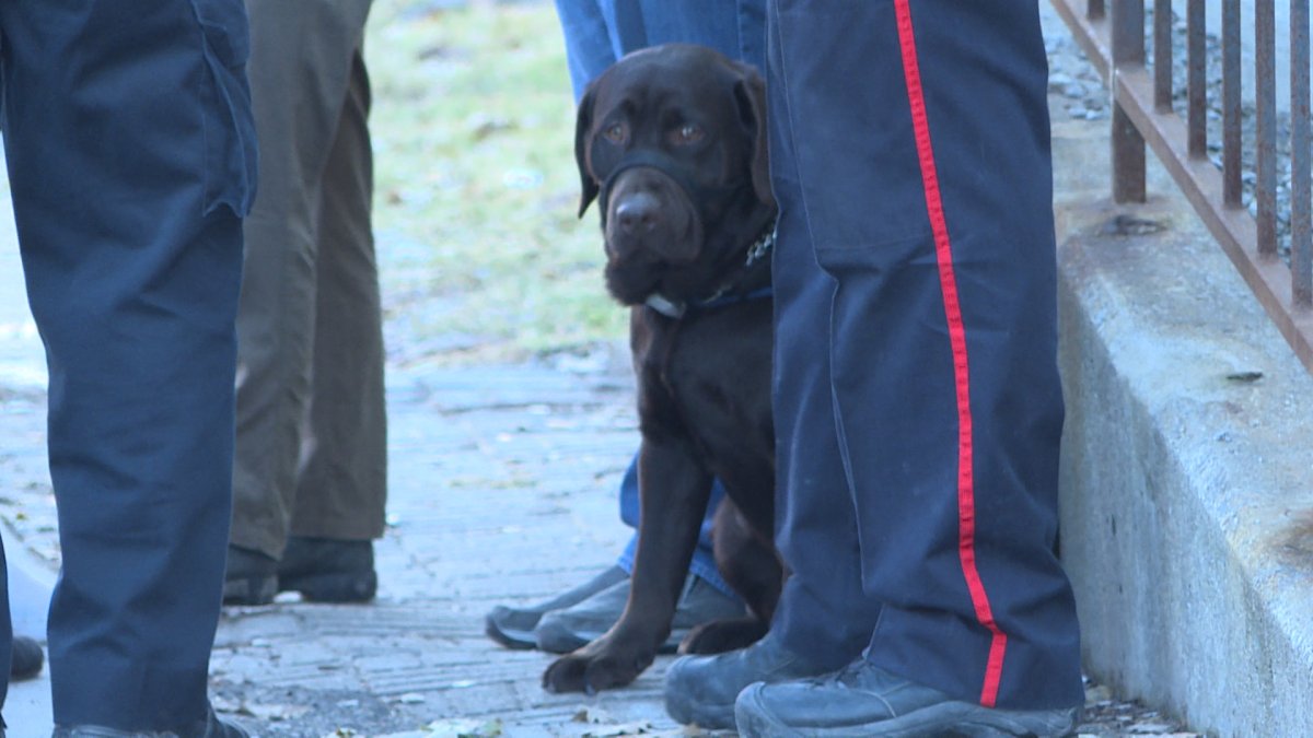 A man was arrested in downtown Kingston after he allegedly kicked this dog on Thursday afternoon.