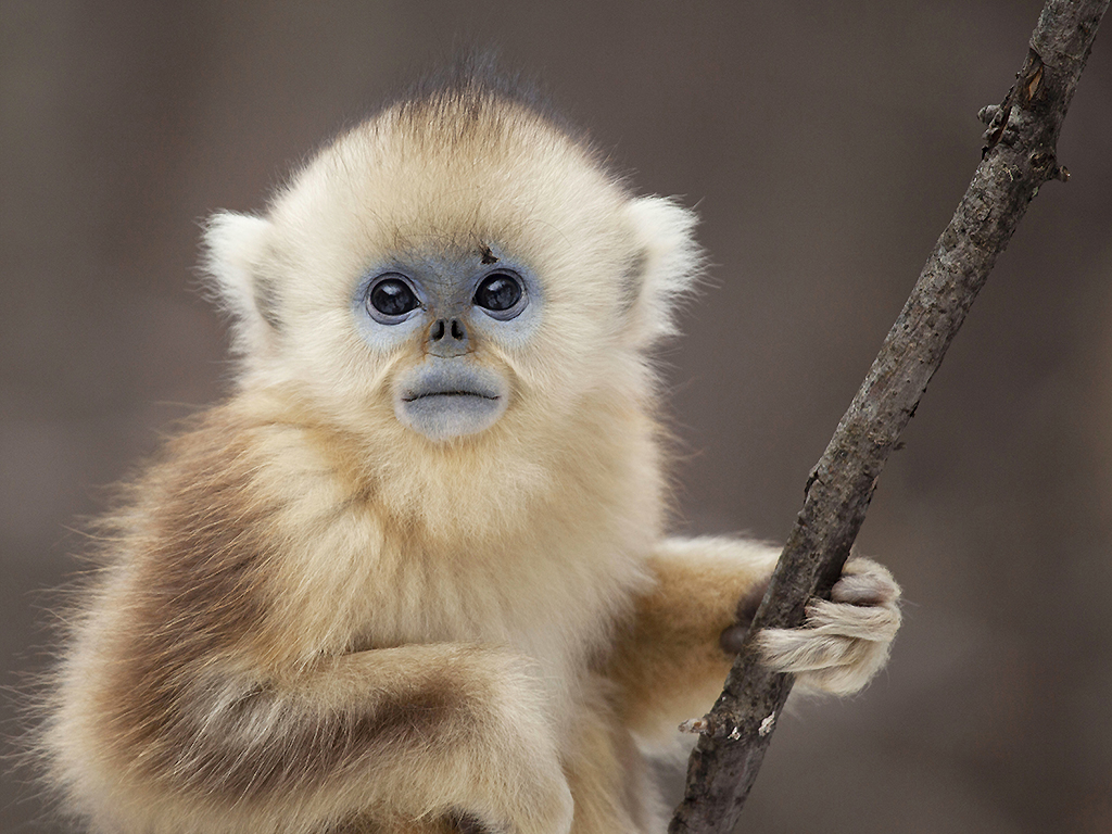 A yellow snub-nosed monkey makes an appearance in ‘Seven Worlds, One Planet.’