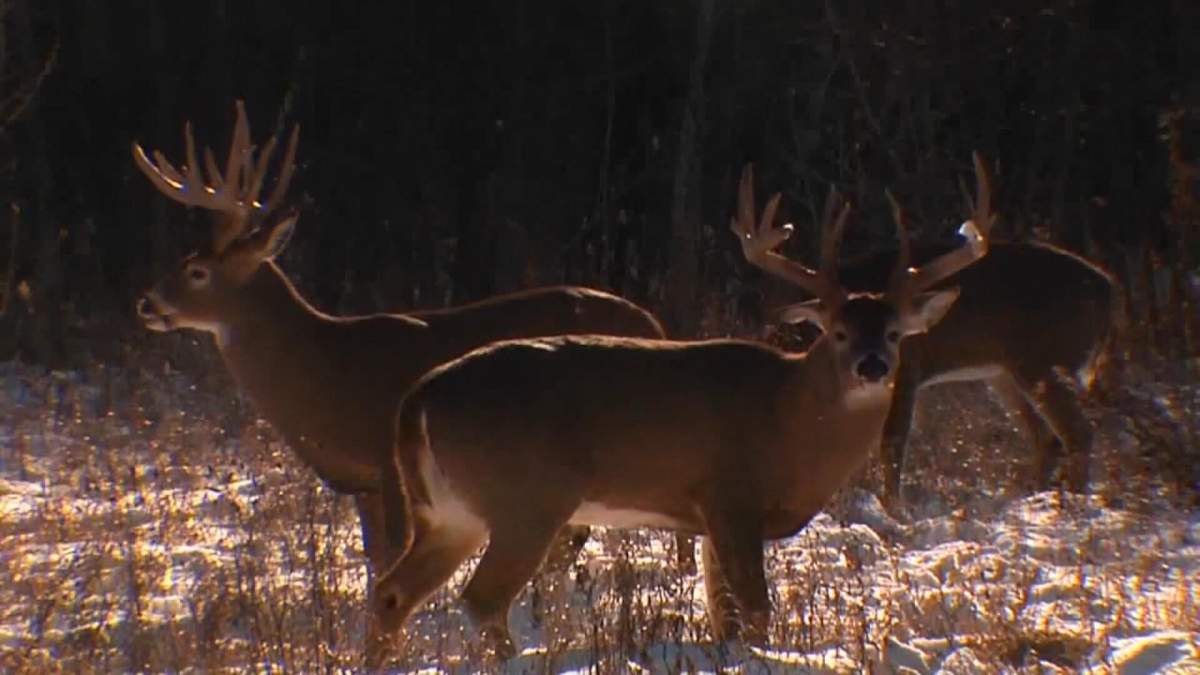 SGI data for wildlife collisions show increases for the period between Nov. 1 to Jan. 9 each of the last four years