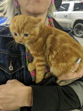 This cute kitten was found at South Trail Chrysler in Calgary after it traveled over two hours under the hood of a truck.