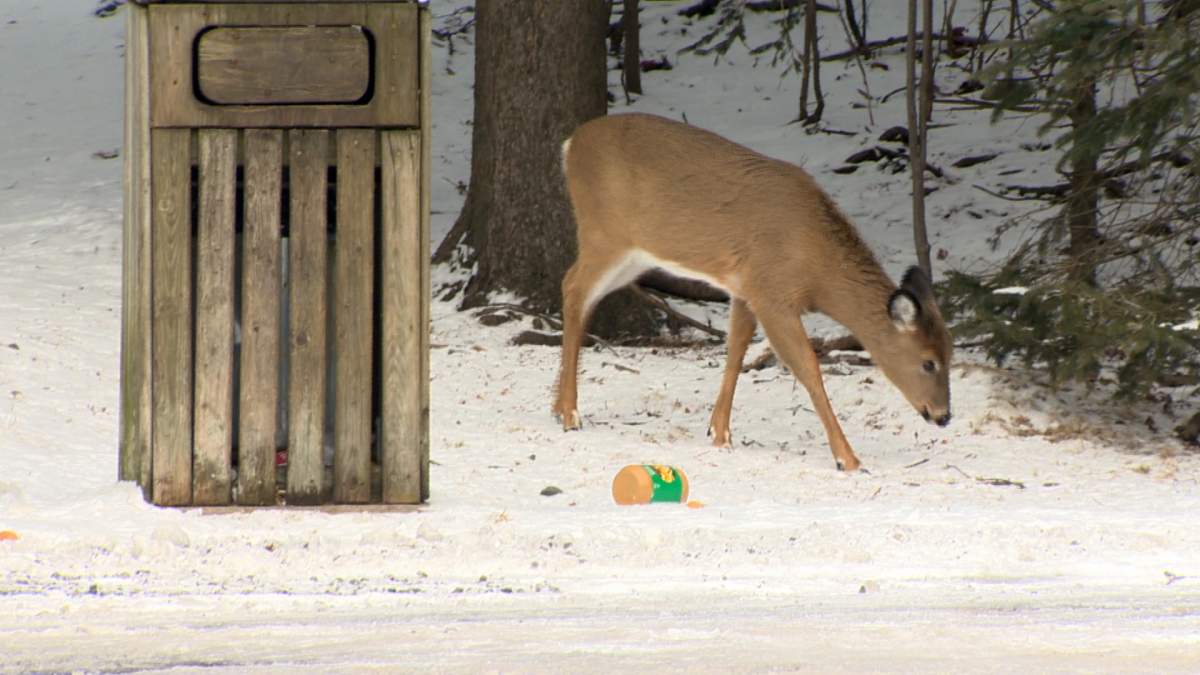 Murphy says it’s common for people to try to bait animals with human food.