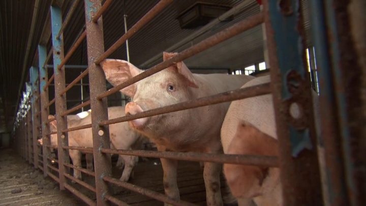 Alberta Health says province has had only 1 human case of rare swine flu