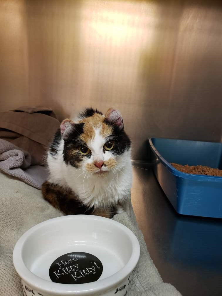 One of three cats who were rescued from the cold in Thorsby by Alberta SPCA.