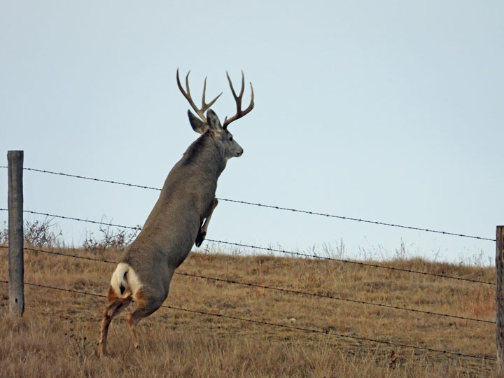 Gwen Nesvold took the January 9 Your Saskatchewan photo in Spring Valley.