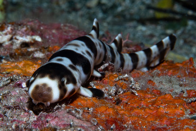 A juvenile walking shark (Hemiscyllium michaeli) is shown in Milne Bay, Papua New Guinea.