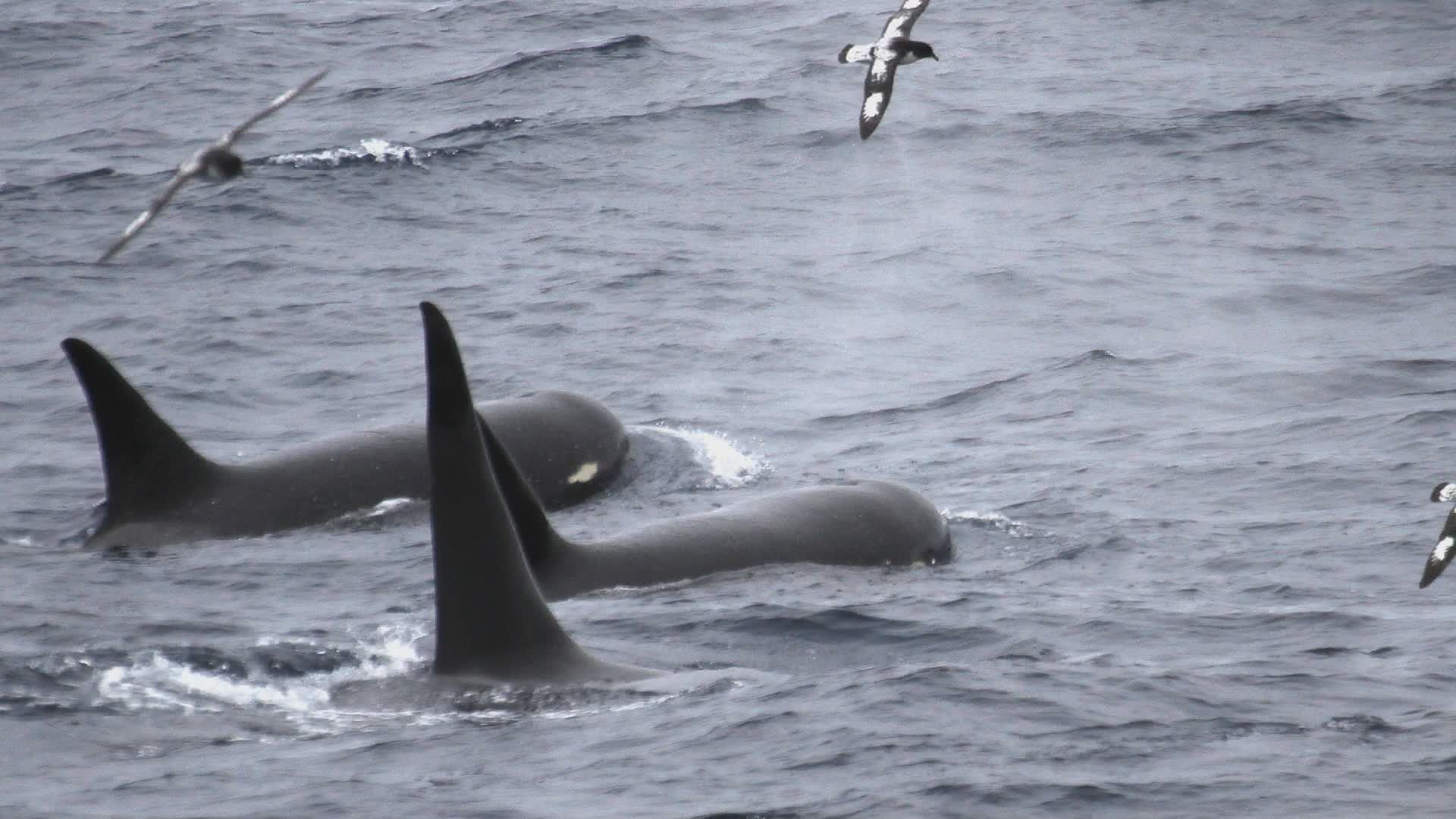 Rarest Marine Mammal On The Planet British Columbia Scientist Spots Elusive Type D Orca Globalnews Ca