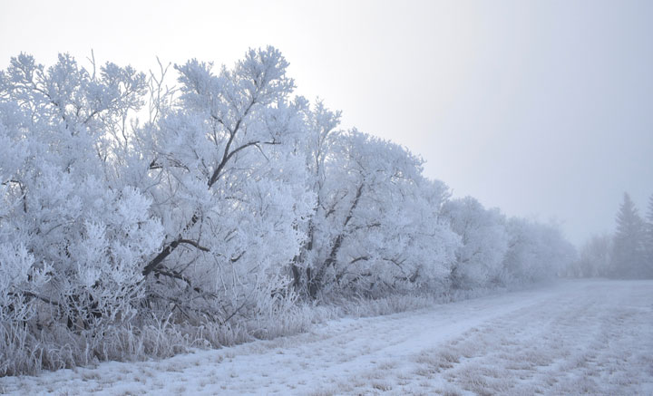 Sharelle Ulrich took the January 8 Your Saskatchewan photo near Pense.