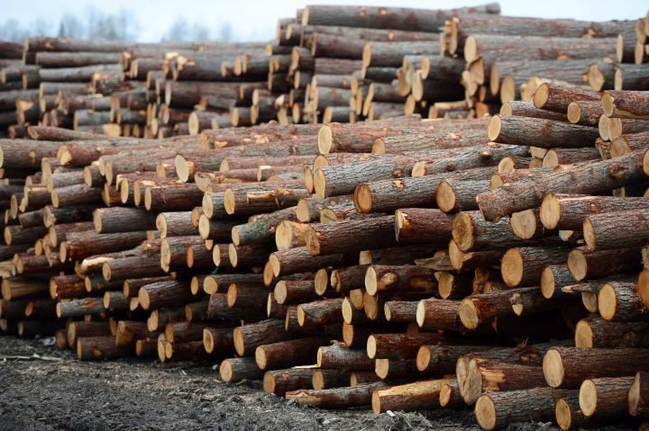 Ontario Government Proposes Extending Endangered Species Act Exemption For Forestry Sector Globalnews Ca