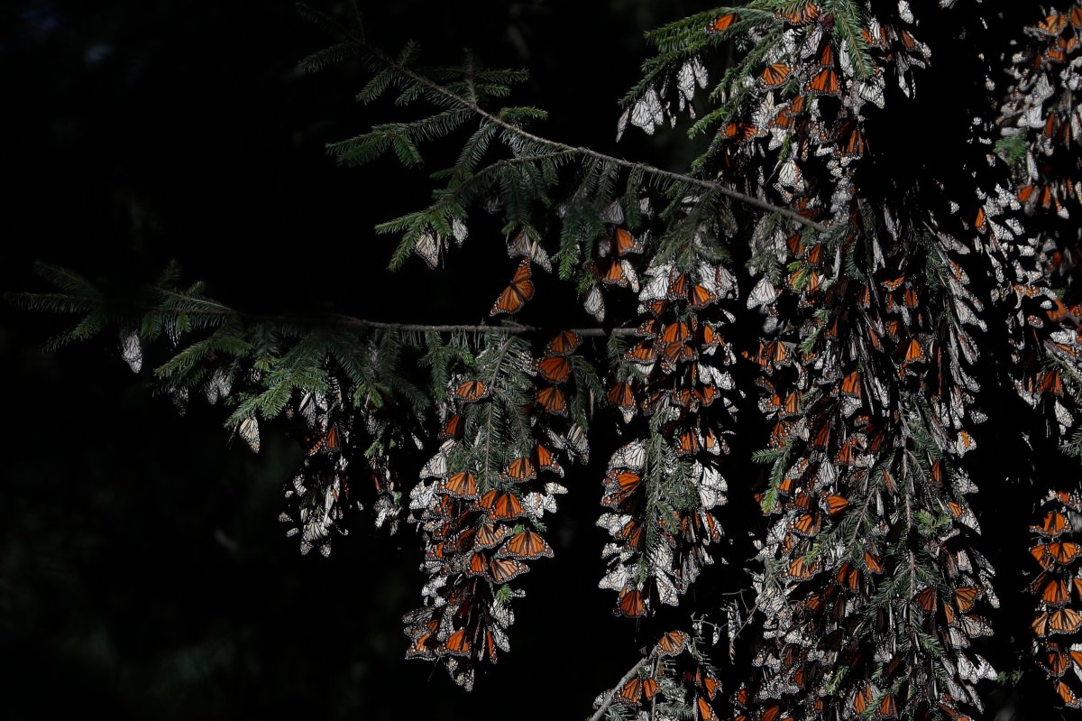Monarch butterflies cling to branches in their winter nesting grounds in El Rosario Sanctuary, near Ocampo, Michoacan state, Mexico, Friday, Jan. 31, 2020.