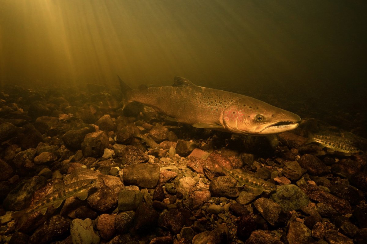 A large Atlantic salmon is shown in Nova Scotia's St. Mary's River in this undated handout photo. 