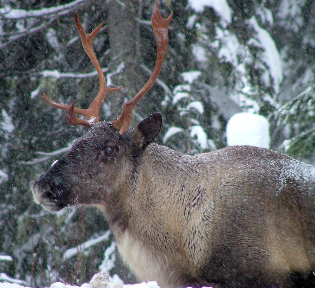 This photo provided by the British Columbia Forest Service shows part of the Southern Selkirk caribou herd moving north through the Selkirk Mountains about three miles north of the Washington state border into Canada, in November 2005.
