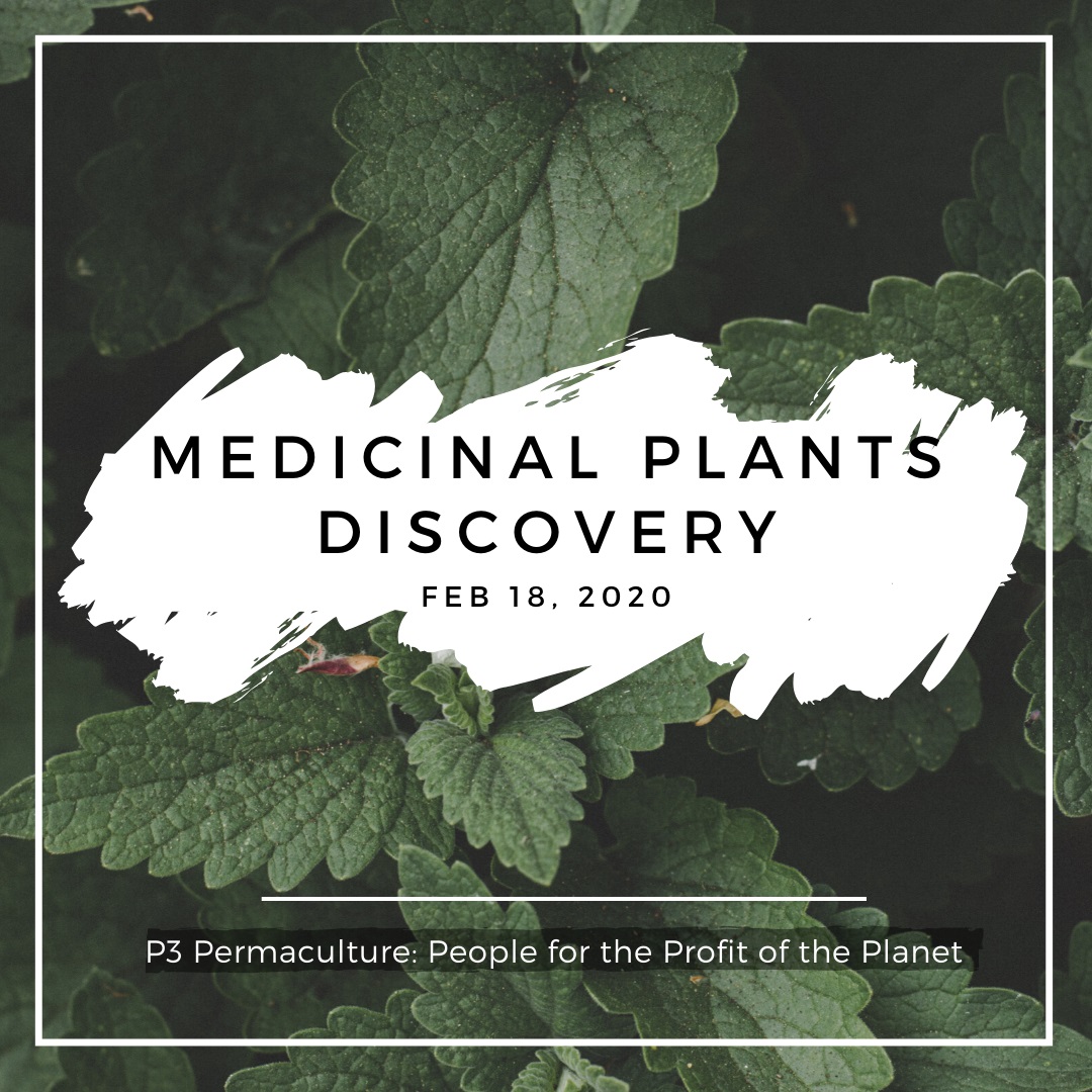 Medicinal Plant Discovery Workshop - image