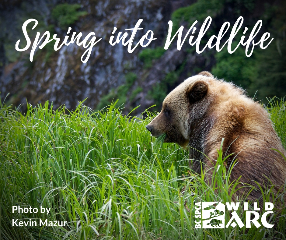 Spring into Wildlife - image
