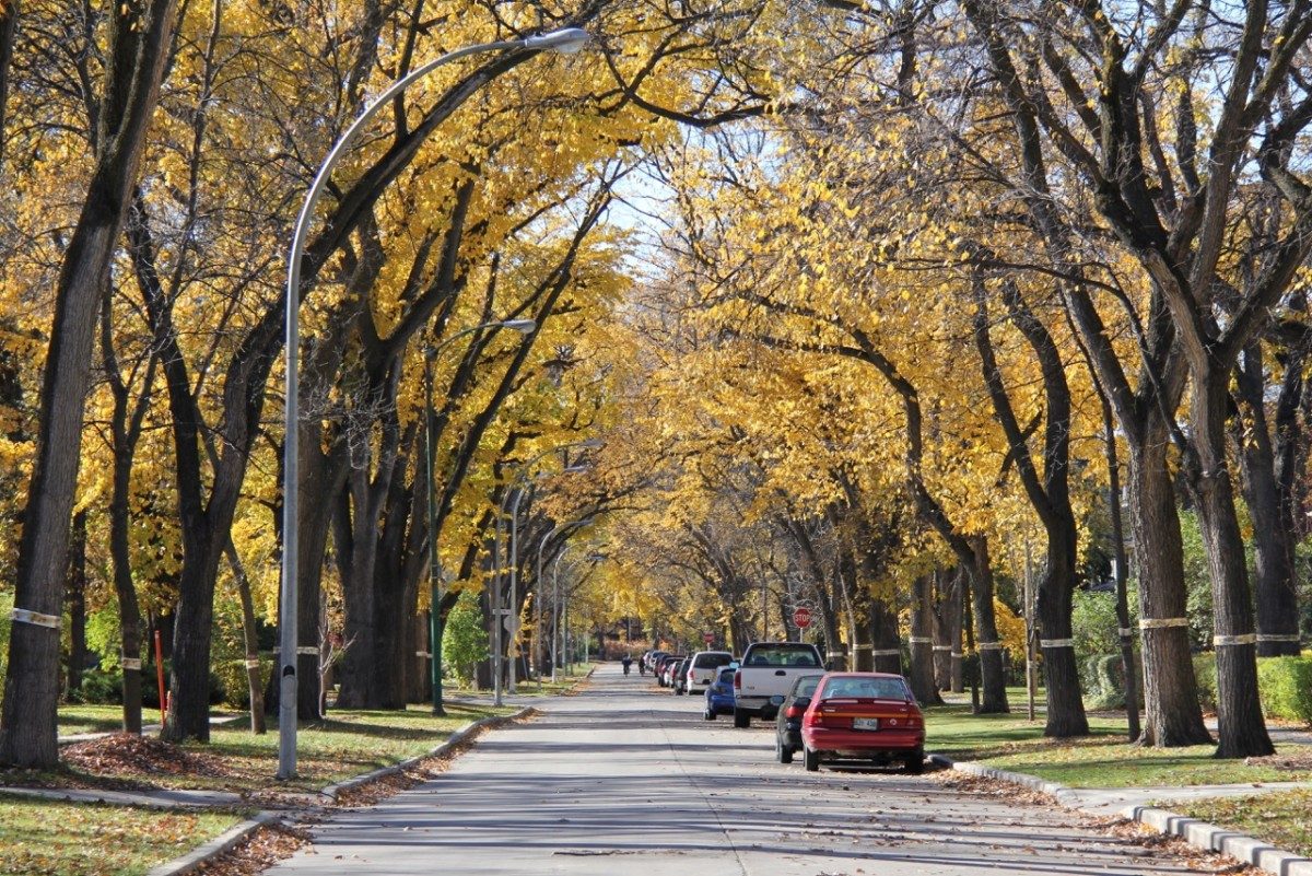 Adding one million trees to Winnipeg's canopy over the next 20 years will cost $43 million, according to a new report from the city.