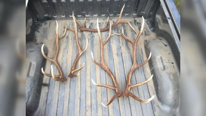Randall Wehrkamp was fined $36,500 for illegal wildlife trafficking after buying and selling antlers in Saskatchewan without a permit. Feb 10. 