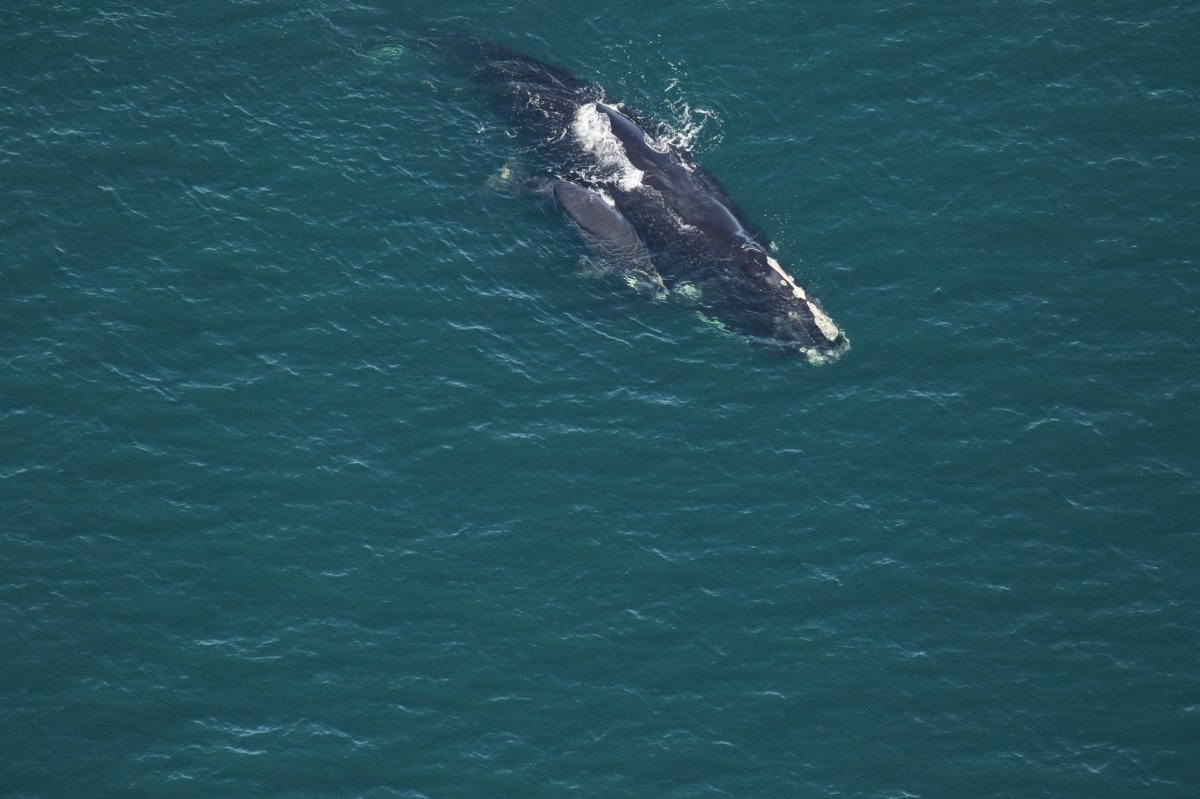 3 North Atlantic Right Whale Calves Spotted Off Coasts Of Florida 