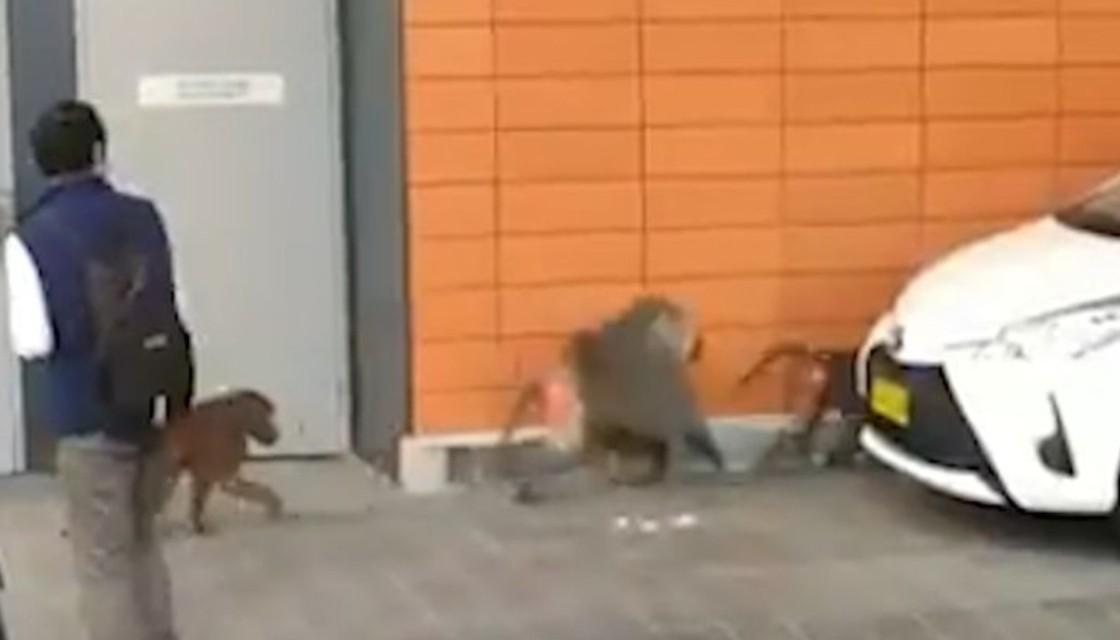 Three primates escaped from an alleged "medical research facility" at Royal Prince Alfred Hospital in Sydney, Australia.