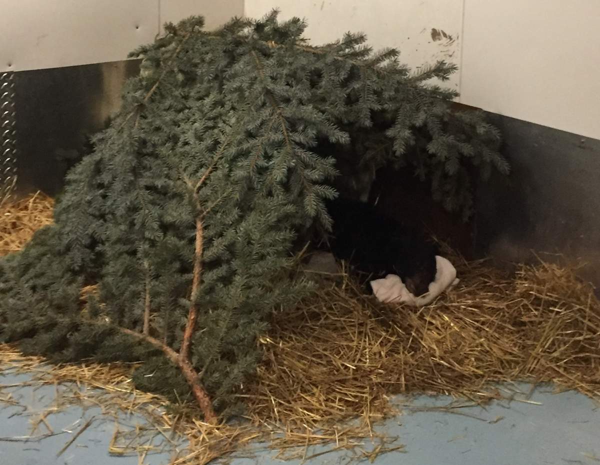 Alberta bear cub too skinny to hibernate being rehabilitated - image