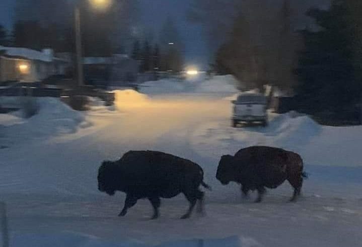 RCMP are warning the public after a herd of 15 bison escaped a trailer in the Hythe, Alta. area.