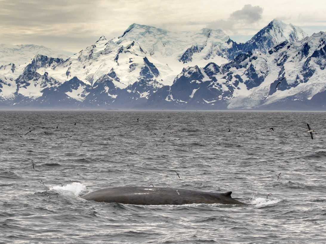 A total of 55 blue whales were counted during a 23-day expedition by the British Antarctic Survey, proving the animal population is recovering.