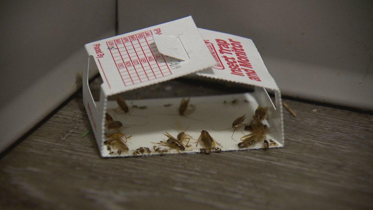 A file photo showing cockroaches in a trap at a downtown Calgary apartment building.