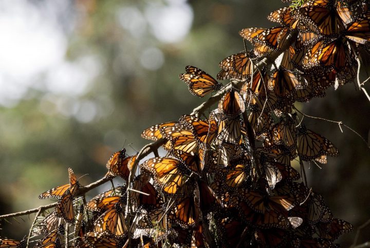 In this Jan. 4, 2015, file photo, a kaleidoscope of Monarch butterflies hang from a tree branch, in the Piedra Herrada sanctuary, near Valle de Bravo, Mexico.