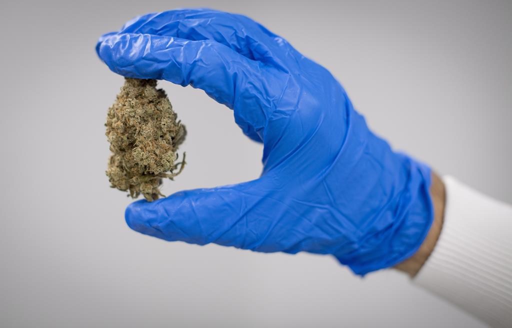 A cannabis flower after being harvested and dried is seen in Langley, B.C., Tuesday, Oct. 9, 2018.