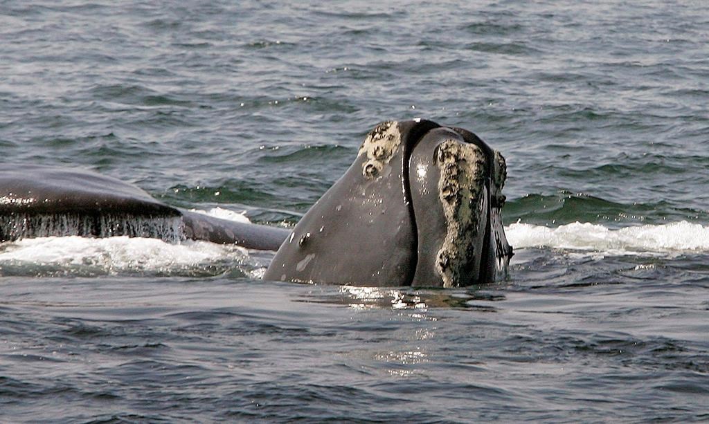 Study Shows Vessels Not Complying With Right Whale Protections In Cabot ...