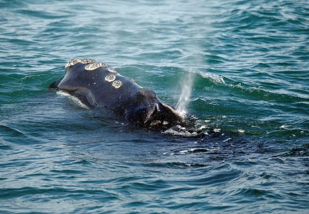 A North Atlantic right whale feeds on the surface of Cape Cod bay off the coast of Plymouth, Mass., on March 28, 2018.