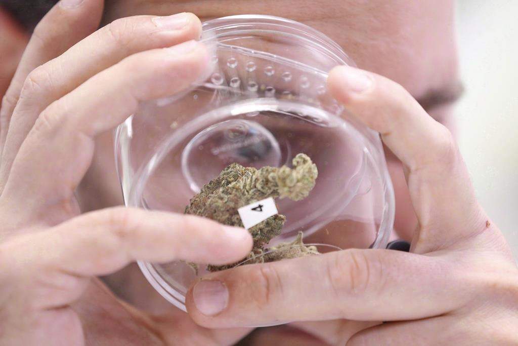 Jean Marc checks out a sample at a cannabis store in Winnipeg on October 17, 2018. THE CANADIAN PRESS/John Woods.