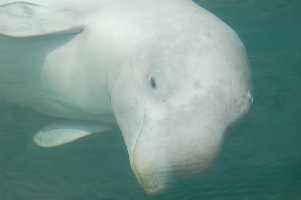 A beluga whale is seen in this undated handout photo. A U.S.-based conservation group has selected an eastern shore Nova Scotia community for a form of retirement home for whales and dolphins raised in captivity. The Whale Sanctuary Project said Tuesday it has decided in favour of a coastal area of about 40 hectares in an inlet off Port Hilford, along the province's rugged and lightly populated Eastern Shore.