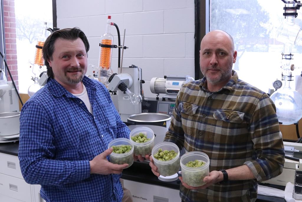 Federal research scientists Jason McCallum (left) and Aaron Mills (right), hold some of their harvested Maritimes wild hops varieties in a handout photo.