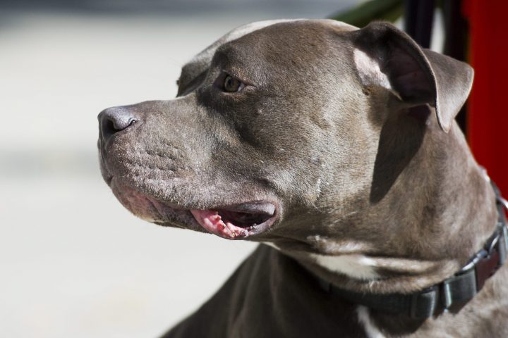An American pit bull Terrier is shown in this file photo.