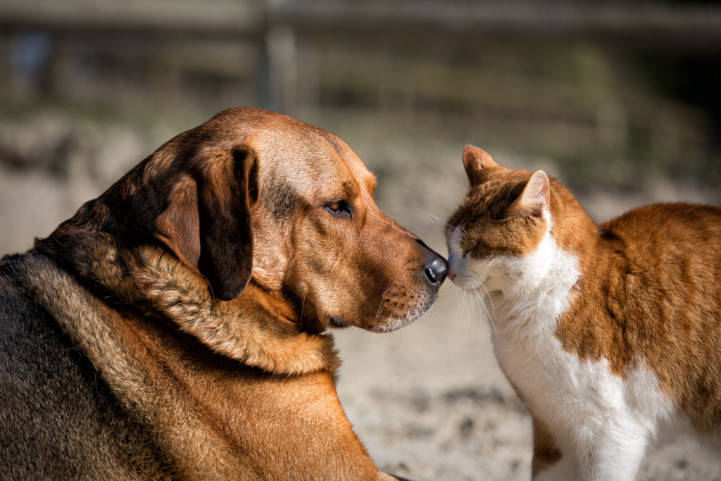  Low-cost rabies clinics, an affordable way to get rabies shots for dogs and cats over three months old, are available again this year in Simcoe County.