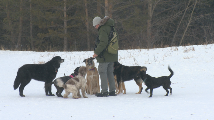 Dog walkers have expressed their concerns with a city proposal to limit the number of pups people can take to off-leash areas.