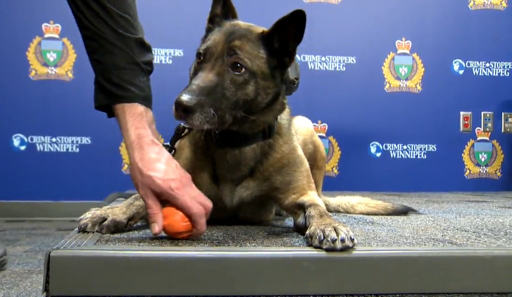 Specialized Winnipeg paramedics who provide support to the police tactical support team are now able to provide emergency care for dogs in the K9 unit.