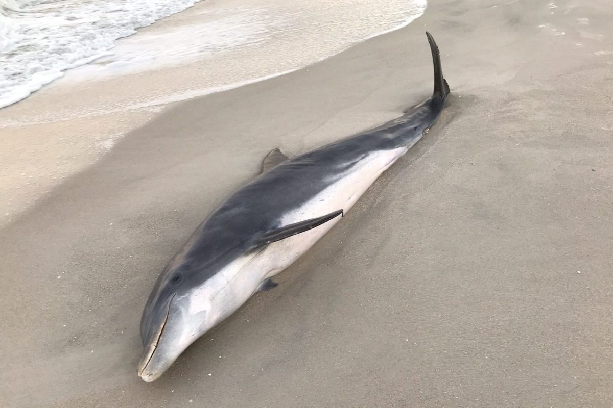 A dead dolphin is shown on the coast of Naples, Fla.