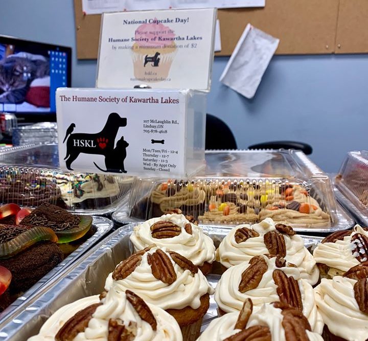 An arrest has been made in the theft of a donation box for the Humane Society of Kawartha Lakes on National Cupcake Day.