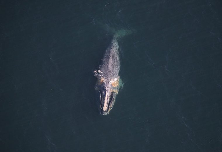 Dragon swims off the coast of Nantucket on Feb. 24, exhibiting symptoms of declining health.