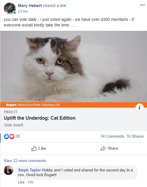 A Facebook post from pet food bank Pantry Four Paws shares the story about Hamilton cat Bogart who was left on a front porch alone with no one to feed him.