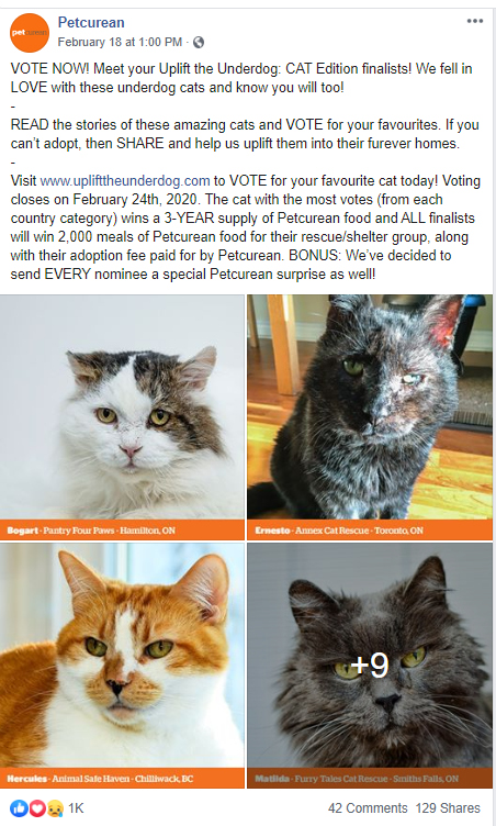 Hamilton rescue cat Bogart is featured among 12 other cats across North American featured in Petcurean’s North America-wide ‘Uplift the Underdog’ contest.