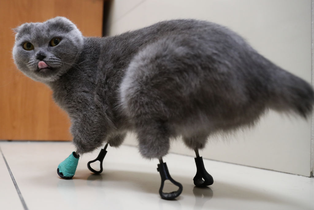 A cat named Dymka lost her paws to frostbite, so vetrinary clinic Best in Russia 3D-printed her prosthetic legs.