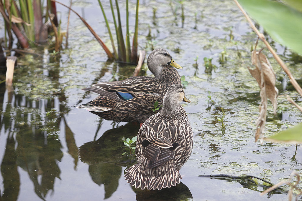 A family of blue-winged teal ducks was discovered by Environment and Climate Change Canada while conducting waterfowl work at the Dingman Creek Erosion Control Facility.